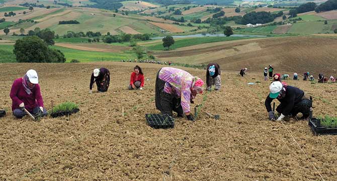 2,5 milyon biberiye fidesini toprakla buluştu