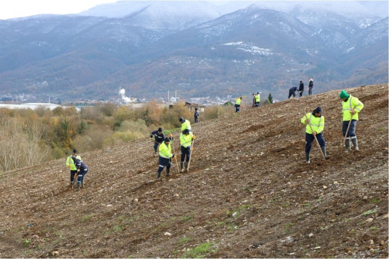 4 bin ağaç toprakla buluşturuluyor