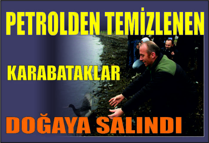 Petrolden Temizlenen Karabataklar Doğaya Salındı