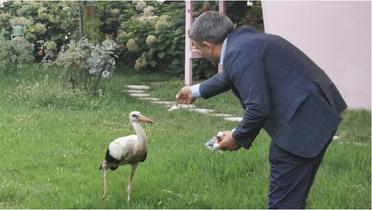 Sürüden Ayrılan Leyleğe, Başkan Şayir sahip çıktı