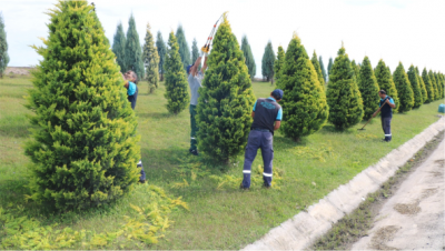 Ağaç ve çalı gruplarına form budaması