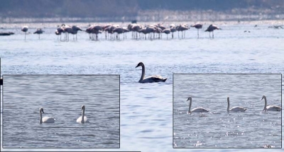 Flamingoların ardından kuğular da İzmit Körfezi’nde