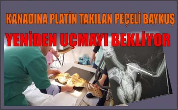 Peçeli Baykuş yeniden uçmayı bekliyor