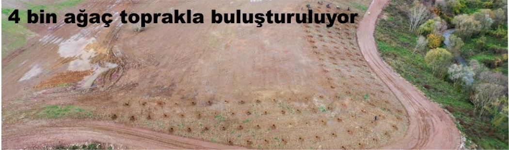 4 bin ağaç toprakla buluşturuluyor